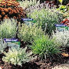 Silver-Land im Angebot bei Hagebaumarkt in Heidelberg Silver-Land Angebote bei Hagebaumarkt Heidelberg für 1,99 €