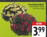 Chrysanthemen Busch Angebote bei EDEKA Gera für 3,99 €