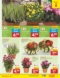 Kürbis Angebot & Preis im aktuellen Netto Marken-Discount Prospekt Kürbis Angebot im aktuellen Netto Marken-Discount Prospekt auf Seite 7