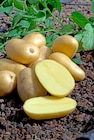 Promo Pomme de terre "Charlotte" à 3,99 € dans le catalogue Jardiland à Fréjus
