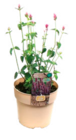 Truffaut Fourqueux - Promo Plante vivace Promo Plante vivace à 5,99 € dans le catalogue Truffaut à Fourqueux