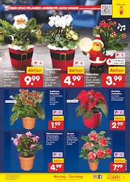 Netto Marken-Discount Weihnachtsstern im Prospekt 