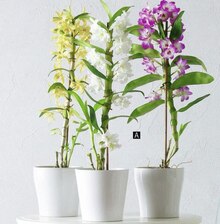Outils De Jardin - Géant Casino Outils De Jardin à 7,95 € dans le catalogue Géant Casino "Prenez des couleurs… C'est l'été des promos !"