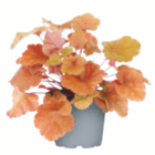 Herbstpflanzen Angebote bei toom Baumarkt Hof für 3,29 €