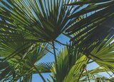 Palmier de Chine - ECLOZ dans le catalogue Jardiland