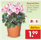 Alpenveilchen Angebote bei Netto Marken-Discount Dresden für 1,99 €