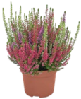 Aktuelle Pflanzen Angebote bei Kaufland in Freiburg (Breisgau) Aktuelles Herbstpflanzen Angebot bei Kaufland in Freiburg (Breisgau) ab 1,99 €