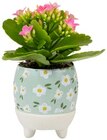 Mini-Blühmix oder Chrysantheme »Sixtie Familie« Angebote von REWE Beste Wahl bei REWE Augsburg für 2,99 €