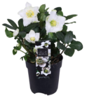 Hellebore 'christmas carol' - Truffaut Hellebore 'christmas carol' à 4,99 € dans le catalogue Truffaut