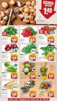 Pflanzen im REWE Prospekt "Dein Markt" mit 32 Seiten (Siegen (Universitätsstadt))