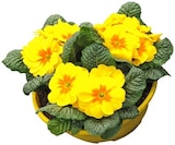 Primeln Angebote bei REWE Leipzig für 3,99 €