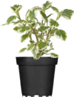Mottenkönig (Plectranthus) im Angebot bei OBI in Lippstadt Mottenkönig (Plectranthus) Angebote bei OBI Lippstadt für 2,99 €
