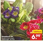 Herbstpflanzen Mix im Angebot bei Netto Marken-Discount in Pinneberg Herbstpflanzen Mix Angebote bei Netto Marken-Discount Pinneberg für 6,99 €