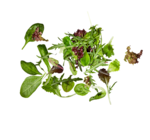 Aktuelles Pflücksalat Angebot bei ALDI Nord in Hannover ab 0,99 €