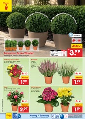 Ähnliche Tomatenpflanze Angebote im Prospekt "Aktuelle Angebote" von Netto Marken-Discount in Erfurt Ähnliche Angebote wie Tomatenpflanze im Prospekt "Aktuelle Angebote" auf Seite 4 von Netto Marken-Discount in Erfurt
