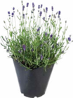 Lavandes à 6,66 € dans le catalogue Botanic
