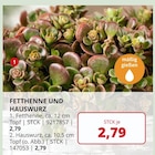 BBM Baumarkt Rhauderfehn - Fetthenne Angebot im Prospekt Fetthenne bei BBM Baumarkt im Rhauderfehn Prospekt für 2,79 €
