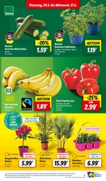 Pflanzen Angebot im aktuellen Lidl Prospekt auf Seite 3