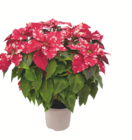 Weihnachtsstern-Busch im toom Baumarkt Prospekt Weihnachtsstern-Busch von Fairtrade im aktuellen toom Baumarkt Prospekt für 9,99 €