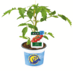 Angebot im toom Baumarkt Bad Kötzting Prospekt toom Baumarkt Bad Kötzting Prospekt mit im Angebot für 5,99 €