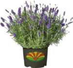 Duft-Lavendel Angebote bei Globus-Baumarkt Karlsruhe für 13,99 €