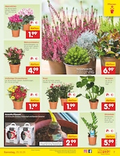 Ähnliche Pool Angebote im Prospekt "Aktuelle Angebote" von Netto Marken-Discount in Halberstadt Ähnliche Angebote wie Pool im Prospekt "Aktuelle Angebote" auf Seite 9 von Netto Marken-Discount in Halberstadt
