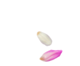 Aktuelles Wildrose Angebot bei Kaufland in Halle (Saale) ab 1,49 €