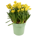 Zwiebelblumen XL Angebote bei toom Baumarkt Haltern am See für 7,99 €