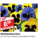 bauSpezi Neunkirchen - Stiefmütterchen Angebot im Prospekt Stiefmütterchen bei bauSpezi im Neunkirchen Prospekt für 0,59 €