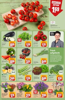 Zimmerpflanzen im REWE Prospekt "Dein Markt" mit 32 Seiten (Berlin)