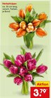 Herbsttulpen im Angebot bei Netto Marken-Discount in Ludwigshafen Herbsttulpen Angebote bei Netto Marken-Discount Ludwigshafen für 3,79 €