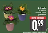 Primeln im EDEKA Prospekt Primeln von im aktuellen EDEKA Prospekt für 0,99 €