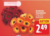 Germini für 2,49 € bei E center im Angebot Germini im aktuellen E center Prospekt