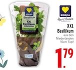 XXL Basilikum bei EDEKA im Königsmoos Prospekt für 1,79 €
