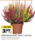 Knospenheide Beauty Ladies 'High Five'  im aktuellen OBI Prospekt für 3,49 €
