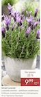 Schopf-Lavendel bei Pflanzen Kölle im Prospekt "" für 9,99 €