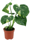 Aktuelles Monstera 'Thai Constellation' Angebot bei toom Baumarkt in Frankfurt (Main) ab 9,99 €