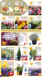 Aktueller CENTERSHOP Prospekt mit Stiefmütterchen, "Da geht was.", Seite 6