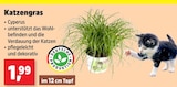 Cyperus im aktuellen Thomas Philipps Prospekt