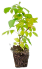 Framboisier «HÉRITAGE» BIO EN MOTTE en promo chez Botanic Framboisier «HÉRITAGE» BIO EN MOTTE dans le catalogue Botanic