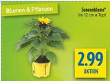 Sonnenblume im Angebot bei diska in Erlangen Sonnenblume Angebote bei diska Erlangen für 2,99 €