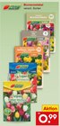 Blumenzwiebel im Angebot bei Netto Marken-Discount in Ludwigsburg Blumenzwiebel Angebote bei Netto Marken-Discount Ludwigsburg für 0,99 €
