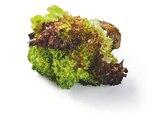 Aktuelle Salat Angebote bei Lidl in Stuttgart Aktuelles Multicolor Salat mit Wurzeln Angebot bei Lidl in Stuttgart ab 0,99 €
