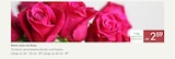 Nimm mich mit Rose von  im aktuellen Pflanzen Kölle Prospekt für 2,59 €