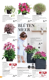 Aktueller Dehner Garten-Center Prospekt mit Zimmerpflanzen, "Aktuelle Angebote", Seite 2