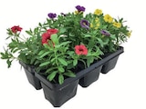 Aktuelles Beetpflanzen Angebot bei Lidl in Krefeld ab 4,99 €