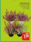 Aktuelle Zimmerpflanzen Angebote bei Marktkauf in Leipzig Aktuelles Calluna Beauty Lady Angebot bei Marktkauf in Leipzig ab 1,49 €