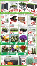 Wreesmann Stiefmütterchen im Prospekt 