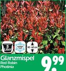 Glanzmispel Red Robin Angebote bei Wreesmann Dresden für 9,99 €
