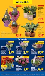 Schale Angebot & Preis im aktuellen Lidl Prospekt Schale Angebot im aktuellen Lidl Prospekt auf Seite 25